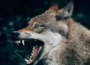 Test Quel loup es-tu dans la meute ?