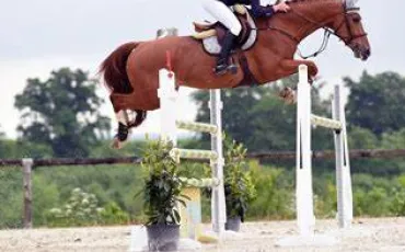 Quiz Equitation