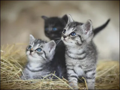 Tu es un jeune chaton du nom de Petit Loir. Qu'aimes-tu faire avec ton amie Petite Étoile ?