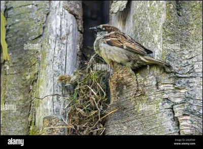 Quel est cet oiseau ?