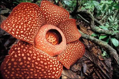 Rafflesia Arnoldi : 
Cette plante pousse dans les forêts de Borneo et Sumatra. Elle peut atteindre les 11 kilos et avoir un diamètre de plus de 1 mètre.
Comment est-elle surnommée ?