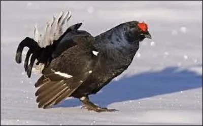 Quel est cet oiseau qui vit dans les Alpes ?