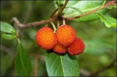 Quel est ce fruit, récolté en septembre-octobre, que l'on consomme cuit et qui a une chair farineuse et sucrée ?