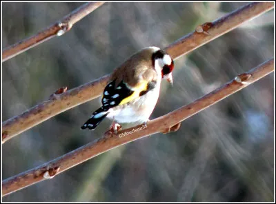 Quel est cet oiseau ?