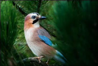 Quel est cet oiseau ?