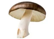 Quiz Le champignon dans tous ses tats !