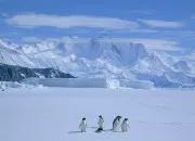 Quiz Voyage en Antarctique