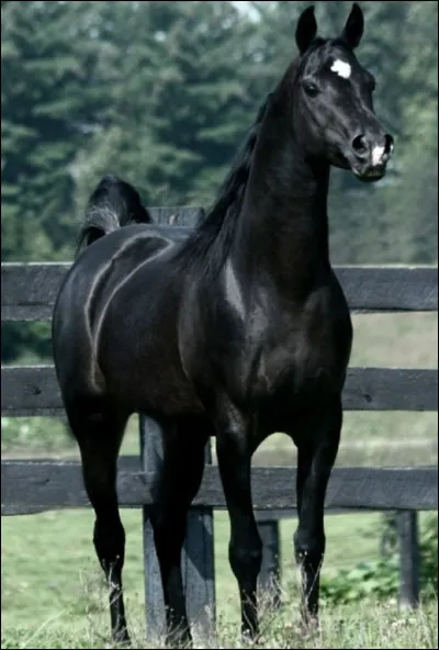 Quelles sont la race et la robe de ce cheval ?