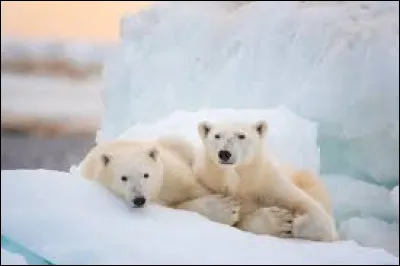 Quel est le nom de ce grand animal ?