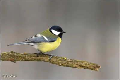 Quel est cet oiseau ?