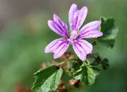 Quiz SVT - Terminale Bac - De la plante sauvage  la plante domestique