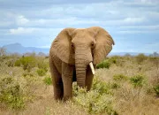 Test Je vais essayer de deviner  quel animal de la savane tu penses !