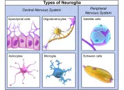 Test Quelle cellule gliale es tu ?