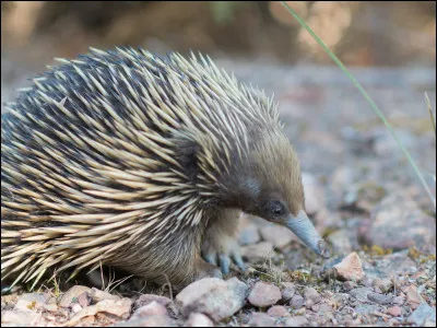 Quel est cet animal ?