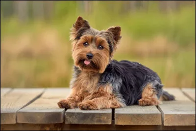 Quelle est la race de ce chien ?