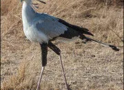 Quiz Les oiseaux peu communs