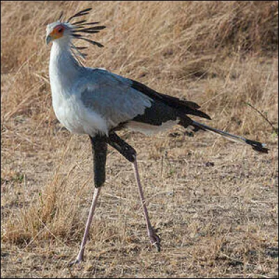 Quel est cet oiseau ?