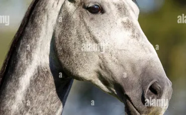 Quiz Chevaux