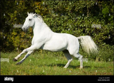 Le lipizzan est un :