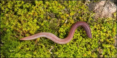 Complétez : J'ai trouvé un... de terre dans mon jardin.