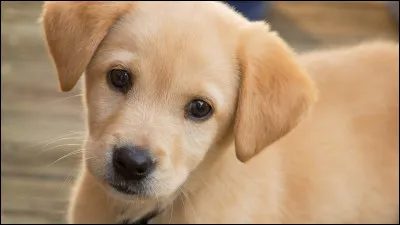 Combien de temps consacrerais-tu à ton animal par semaine ?