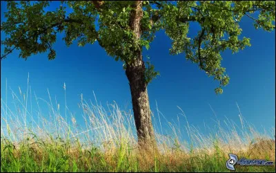 Pour faire de belles poutres ou autres éléments d'assemblage, il faut un arbre bien poussé, d'une seule et bonne tige. 
Comment le nomme-t-on ?