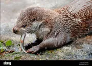 Quiz La loutre