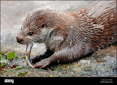 Nous allons commencer avec la loutre européenne, appelée également "loutre d'Europe" ou "loutre commune".
Comment la caractérise-t-on ?