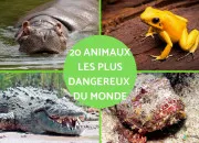 Quiz Quiz de rapidit : les animaux