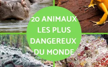 Quiz Animaux