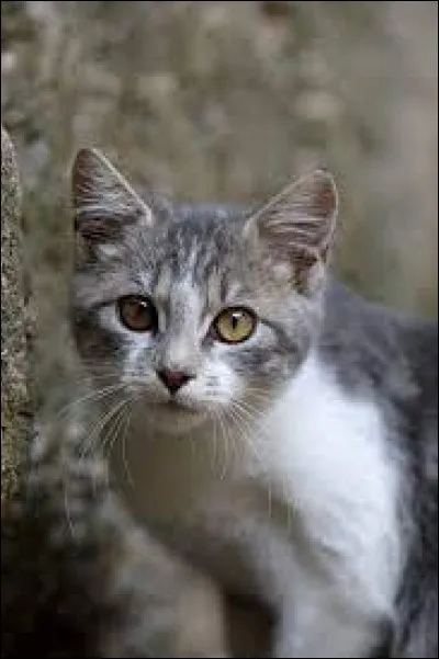 Cette petite boule de poils est un...