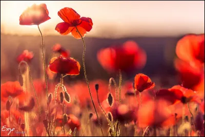 "Le dernier jour du disco / Je veux le passer sur ta peau / À rougir comme un coquelicot / Le dernier jour du disco / Je veux l'entendre en stéréo / Et te dire qu'y a rien de plus beau". De qui sont ces paroles ?