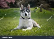 Test Es-tu un cochon ou un husky ?