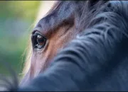 Quiz Les chevaux : la consommation de viande et les abattoirs