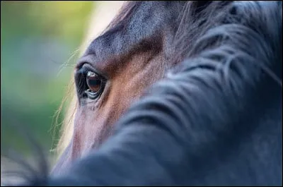 Bonjour, je mappelle Carla, je suis un cheval qui a été abattu en 2021 dans les  abattoirs recensés cette année.