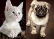 Quiz Ces personnages de fiction sont-ils des chiens ou des chats ?