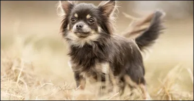 Quelle est la race de ce chien ?