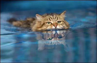 Un chaton d'un autre clan est tombé dans la rivière, que fais-tu ?