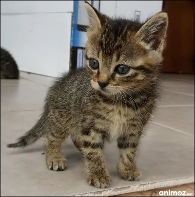 Tu es un chaton de deux lunes et tu t'appelles...