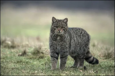 On va commencer par celui-ci, il adore les mulots, mais un petit lapin de garenne, une jeune perdrix ou un merle peuvent faire l'affaire !