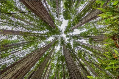 Sais-tu monter dans les arbres ?