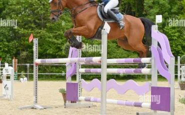 Quiz Equitation