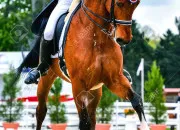 Quiz Connais-tu le dressage ?