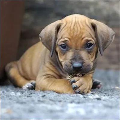 Quel chien a la langue bleue ?