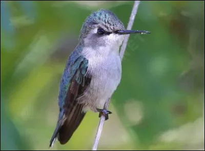 Un colibri d'Elena pèse aussi lourd qu'une pièce de 20 centimes.