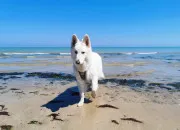 Test Es-tu prt pour avoir un chien ?