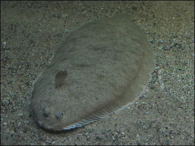 Ce n'est pas un poisson d'avril mais un poisson plat, qui vit sur le fond de la mer, dans le sable. Quel est ce poisson, pro du camouflage ?