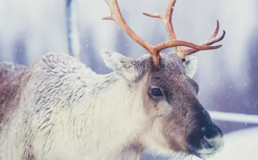 Quiz Animaux