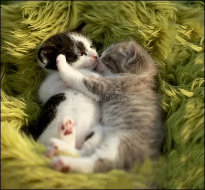 Imagine que tu es un chaton du nom de Petite Pluie. Ta mère est partie se dégourdir les pattes et toi et ton frère êtes seuls dans la pouponnière. Que faites-vous ?