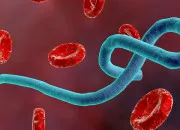 Quiz Le virus Ebola